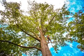 Professional Tree Services in Lake Magdalene, FL