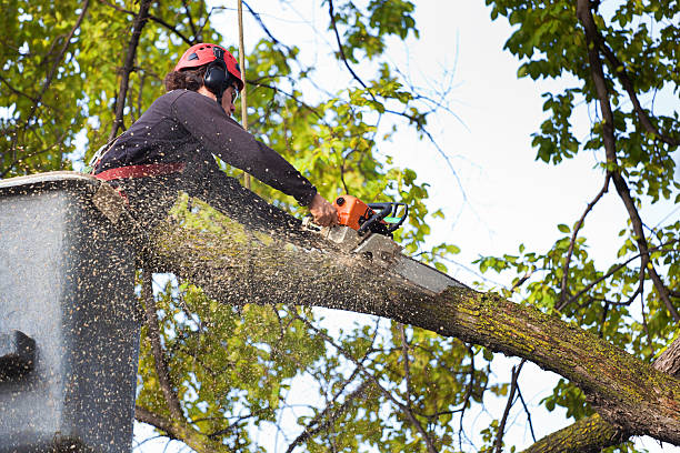 Mulching Services in Lake Magdalene, FL